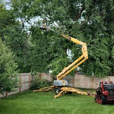 How Our Tree Care Process Works  in Milpitas, CA